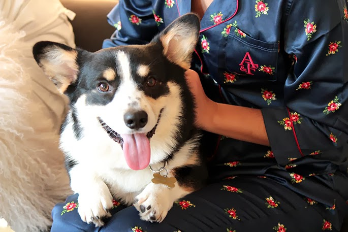 Abercrombie clearance dog pajamas